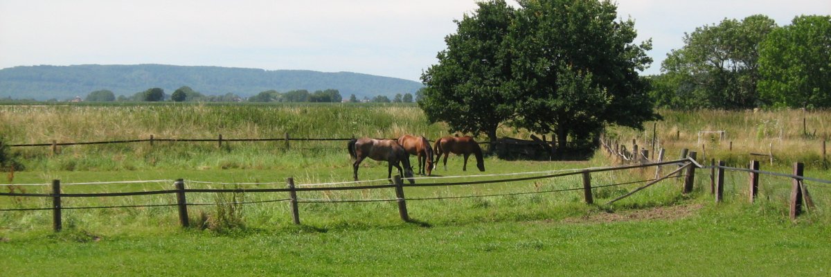 Pferdeweide grüne Weide mit Pferden