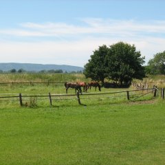 grüne Weide mit Pferden