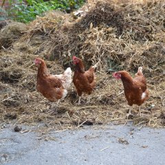 drei Hühner