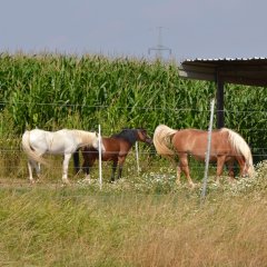 drei Pferde auf der Weide