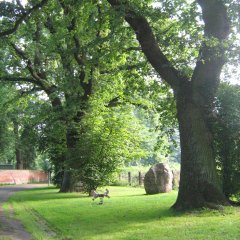 Bäume im Park