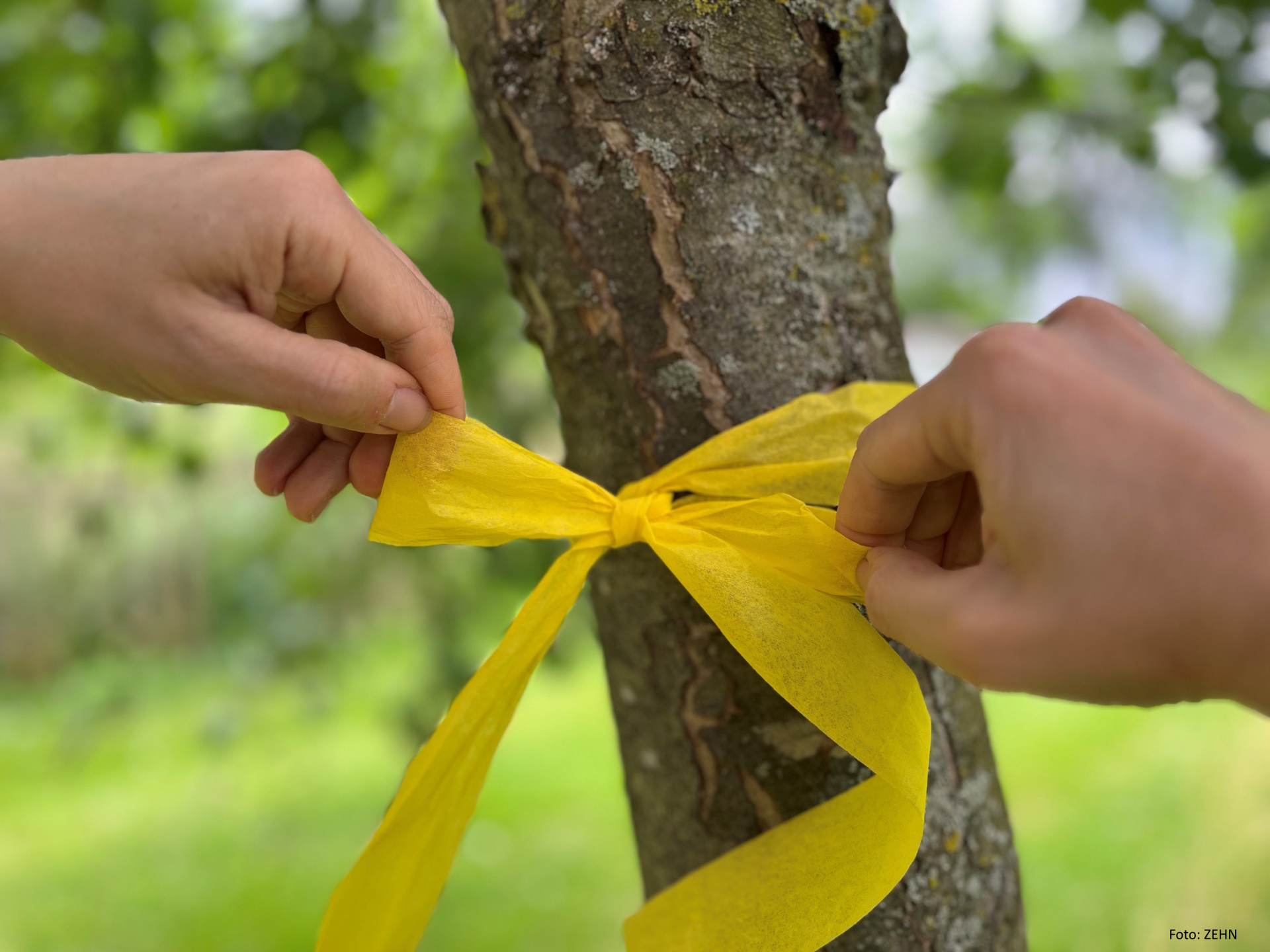 Ernteprojekt Gelbes Band Gelbe Schleife wird am Baum befestigt.