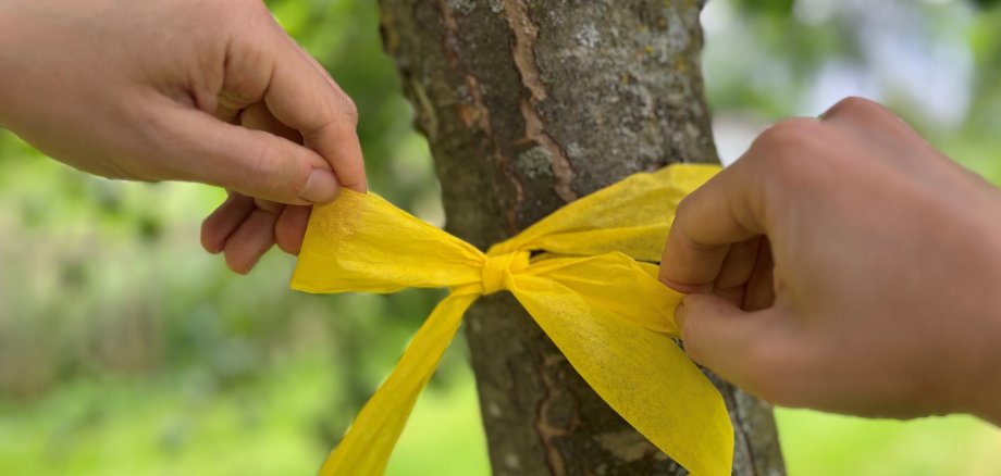 Gelbe Schleife wird am Baum befestigt.
